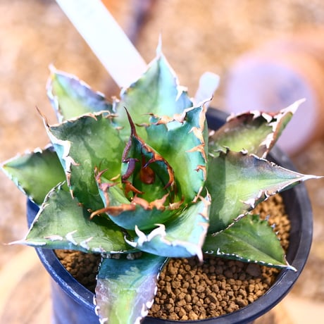 'ハルコイ´セット (N/OH × Agave titanota "FO-76)  no.30348