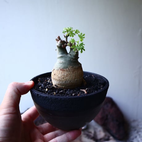 アデニア   グラウカ    Adenia glauca   no.016