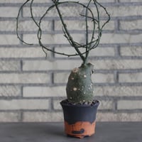 Adenia globosa × N/OH (4号)  no.510/11