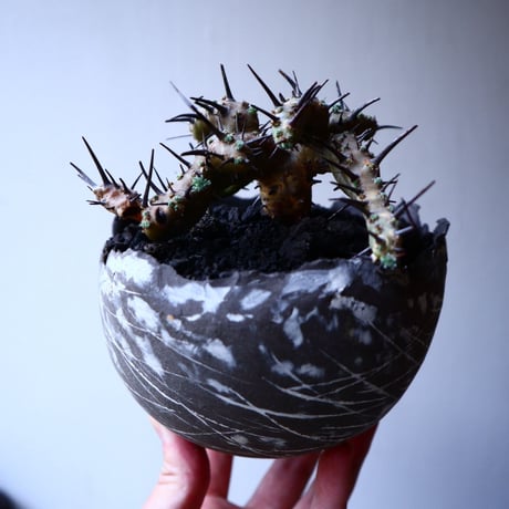 サルコカウロン  ヘレー    Sarcocaulon herrei   no.20317