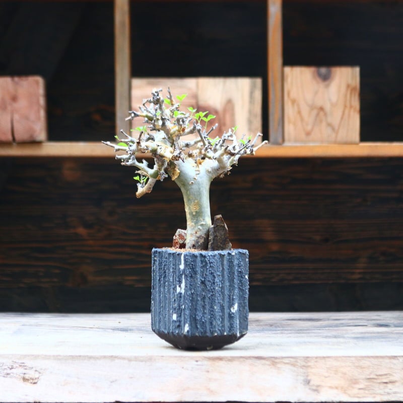 コミフォラ ストックシアナ / Commiphora stocksiana / 発根済み n