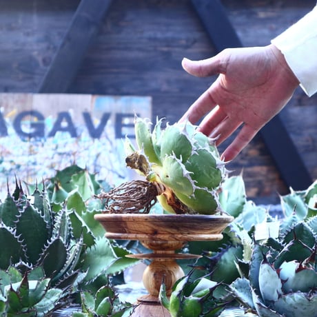 アガベ チタノタ   Agave titanota    no.103-22