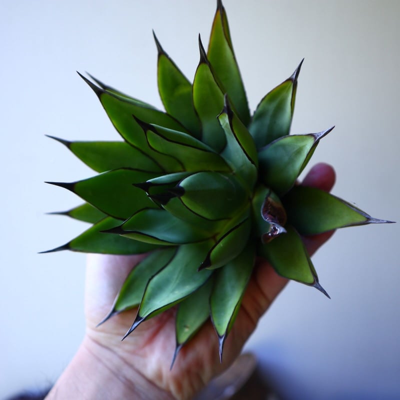 アガベ ロイヤルスピン Agave Royal Spine no.42808 | 芽の巣山