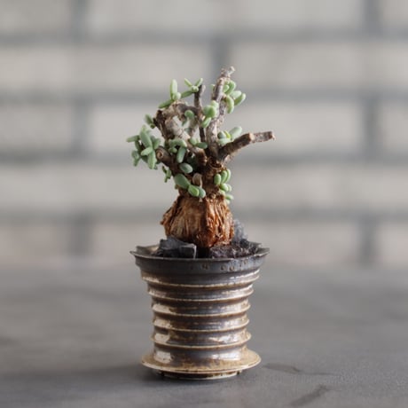 Ceraria pygmaea × takero pot (2号)  no.823-27