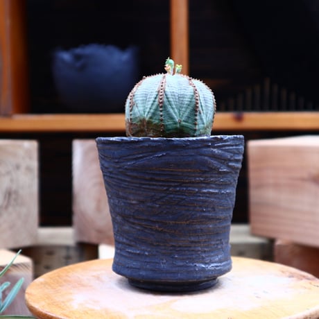 ユーフォルビア  オベサ ／Euphorbia obesa      no.62726