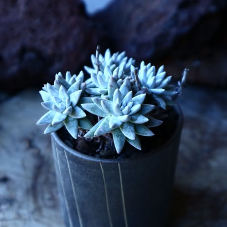 ダドレア グリーニー Dudleya greenei  no.30106