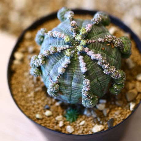 ユーフォルビア  仔吹きシンメトリカ / Euphorbia  symmetrica   no.50706