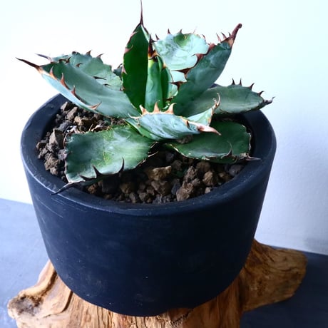 アガベ チタノタ　ブラック＆ブルー  Agave titanota black&bule    No.31015