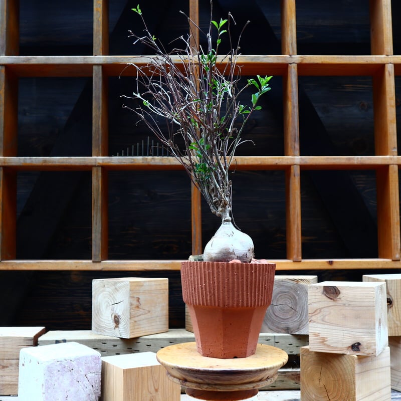 ユーフォルビア マハボボケンシス Euphorbia mahabobokenis isla del pescado - Euphorbia mahabobokensis-ユーフォルビア