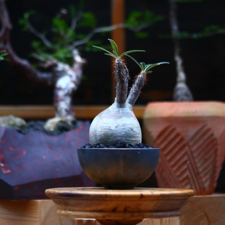 パキポディウム  グラキリス ／Pachypodium  gracilius     no.101032
