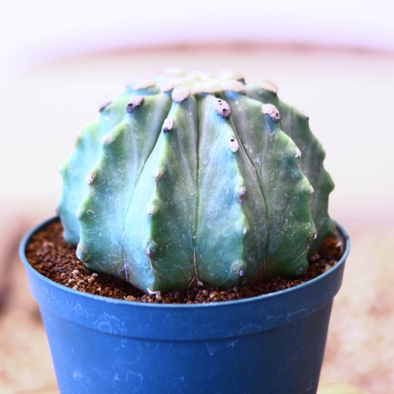 フェロカクタス 刺無王冠竜 / Ferocactus glaucescens f. nuda