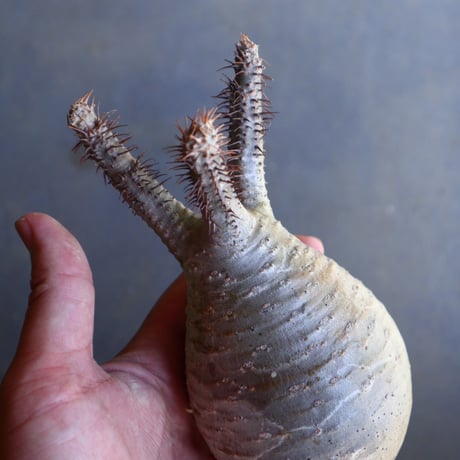 パキポディウム グラキリス 抜苗  Pachypodium rosulatum var. gracilius no.100629