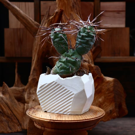 テフロカクタス シリンガカンタ / Tephrocactus articulatus v. syringacanthus    no.31205