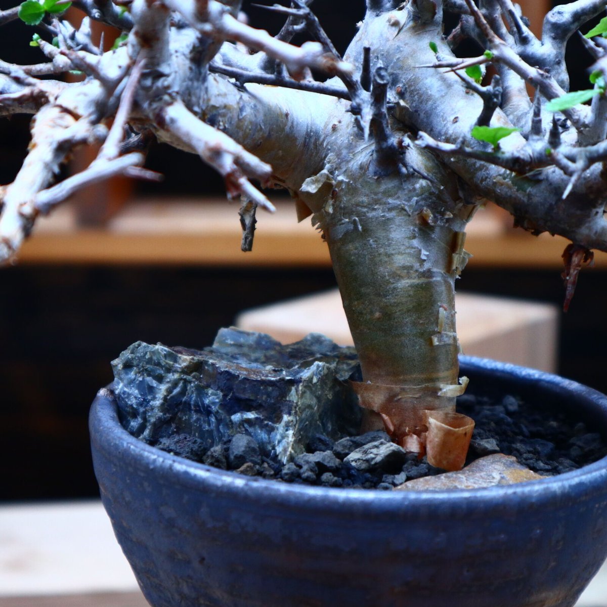 コミフォラ ワイティ／Commiphora wightii no.53046 | 芽の巣山