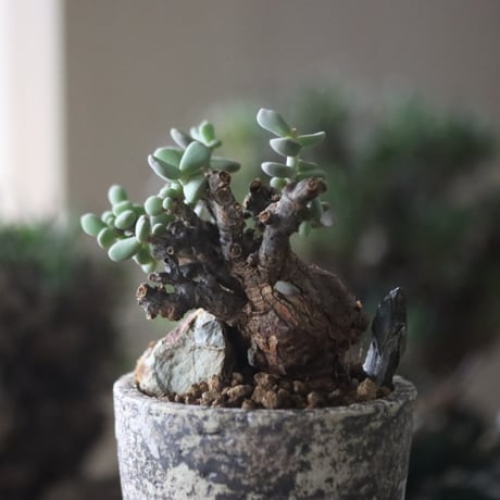 Ceraria pygmaea × たけろうポット   no.81867