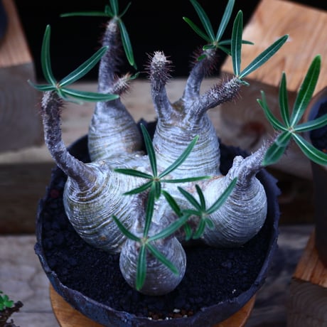 パキポディウム  グラキリス 多頭／Pachypodium  gracilius       no.82938