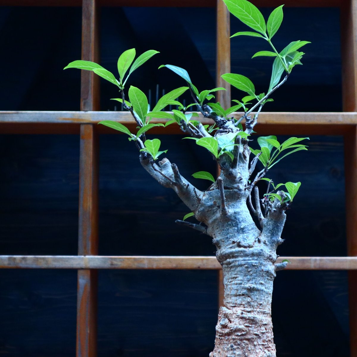 Botanical Baobab CD ボタニカル　バオバブ CD「カナタ」 baobab + haruka nakamura