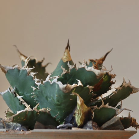《Style of Chika》Agave titanota solareclipse × N/OH  no.301-7