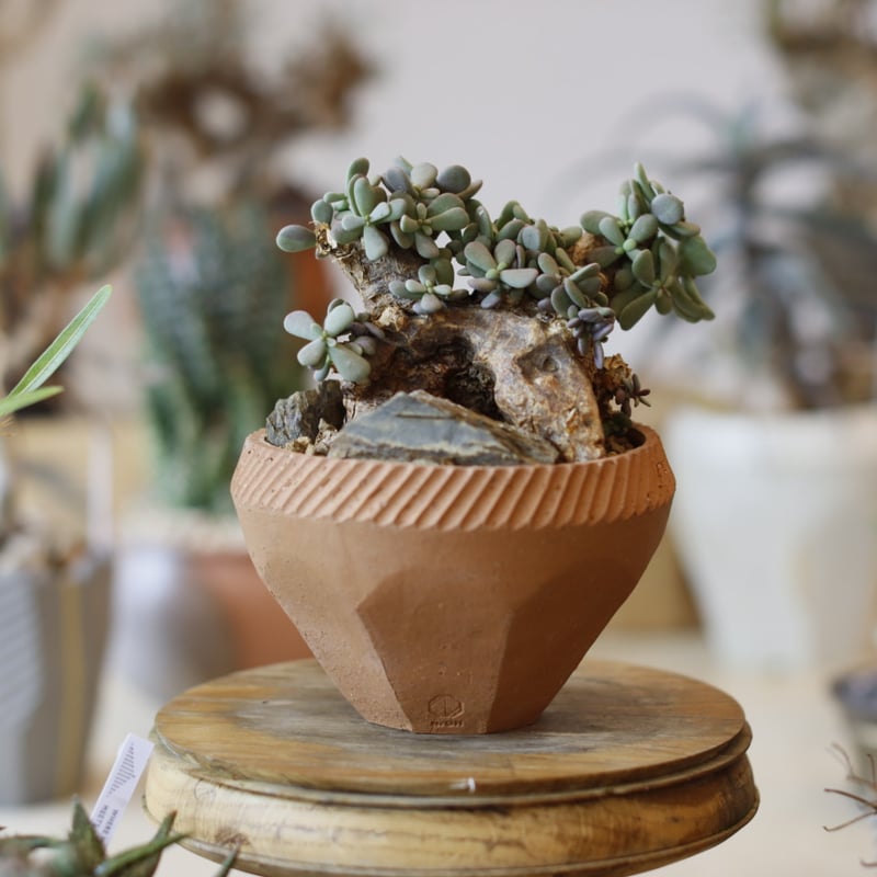 Ceraria pygmaea × N/OH (4号) no.104/11 | 芽の巣山