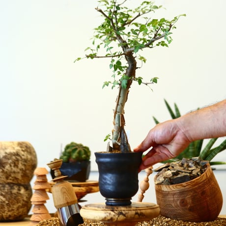 Bursera fagaroides × P&A   no.91746