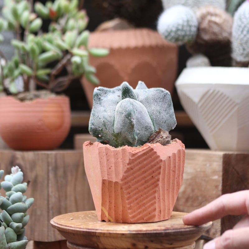 アストロフィツム 亀甲ランポー(宇宙人)台ツキ no.112730 | 芽の巣山