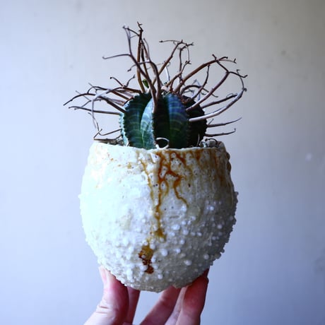 ユーフォルビア  バリダ    Euphorbia valida     no.11923