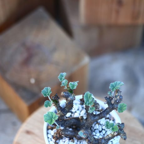 ぺラルゴ二ウム   エキナツム／Pelargonium  lechinatum   no.112838