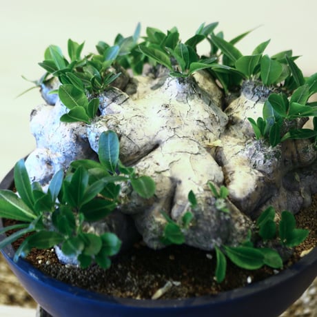 パキポディウム  ブレビカウレ  恵比寿笑い / Pachypodium brevicle    no.51411