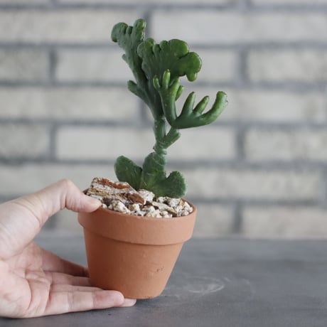 Euphorbia leucodendron f. crist (レウコデンドロン 綴化 黄班) / T.W. × YAMABACHI (3号) no.329/32