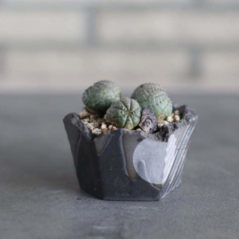 Euphorbia obesa × N/OH (3号) no.524/36 | 芽の巣山