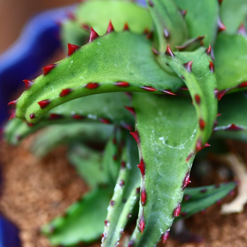 アロエ　カスティロニアエ アロエ カスティロニアエ／Aloe Castilloniae no.40323 | 芽の巣山