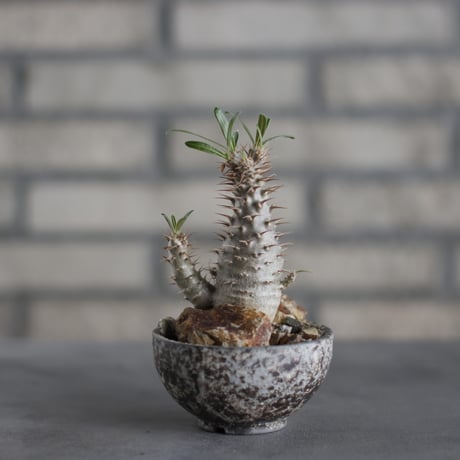 Pachypodium gracilius × takero pot (3号)  no.419/93