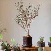 たけろうポット / ちぎり/ 白サビ / ツブ / S no.211-20 | 芽の巣山