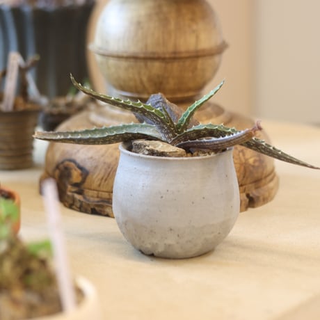 Aloe vogtsii × Atsushi Funakushi　 no.126-3