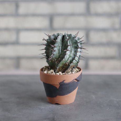 Euphorbia horrida × N/OH (3号)  no.510/40