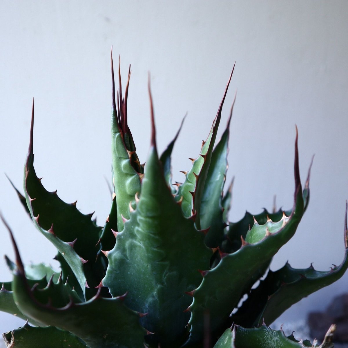 アガベ モンタナ Agave montana no.111027 | 芽の巣山