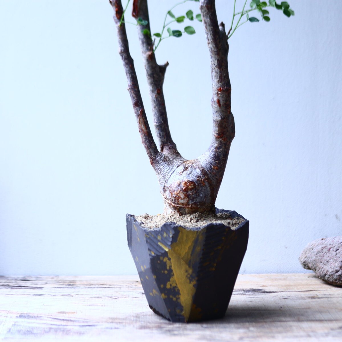 デロニクス プミラ Delonix pumila no.92714 | 芽の巣山