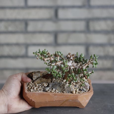 Ceraria pygmaea × N/OH (6号)  no.510/28