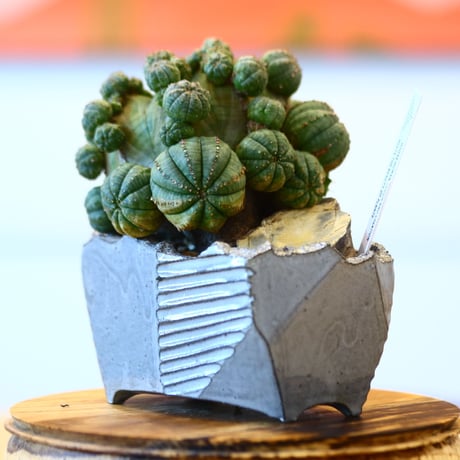Euphorbia  symmetrica × N/OH   no.100823