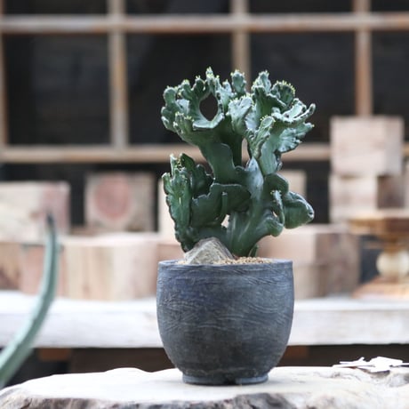 レウコデンドロン 綴化／Euphorbia leucodendron f. crist.   no.111399