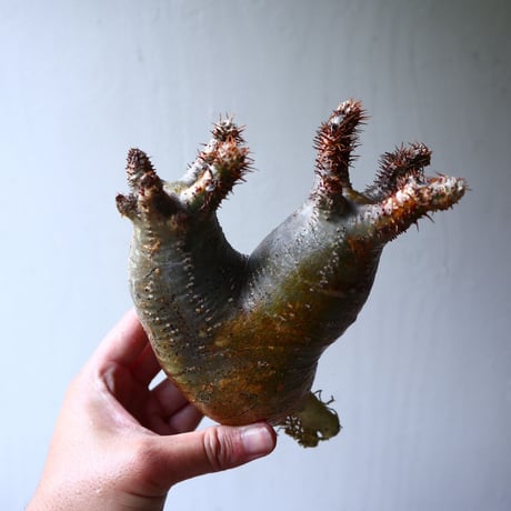 パキポディウム グラキリス 2頭 Pachypodium rosulatum var. gracilius no.70708