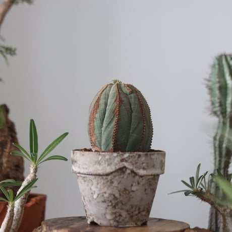 Euphorbia obesa ♀ × YAMABACHI var. takero pot  no.51211