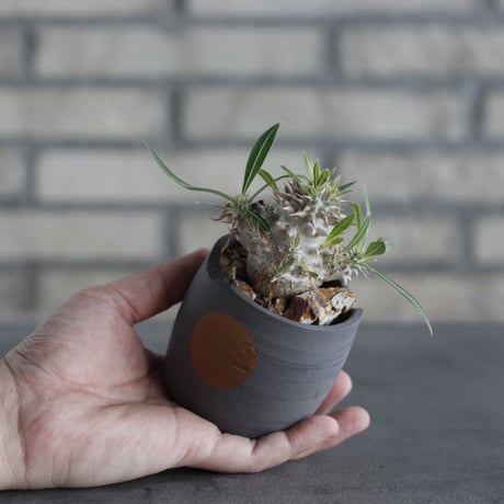 Pachypodium Densicaule (恵比寿大黒) × N/OH (2.5号)  no.314/16