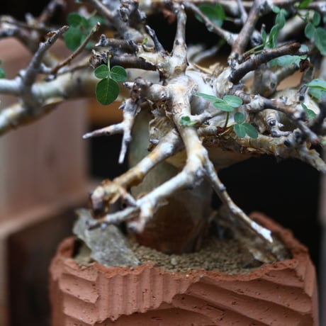 コミフォラ   ストックシアナ／Commiphora stocksiana  no.91101