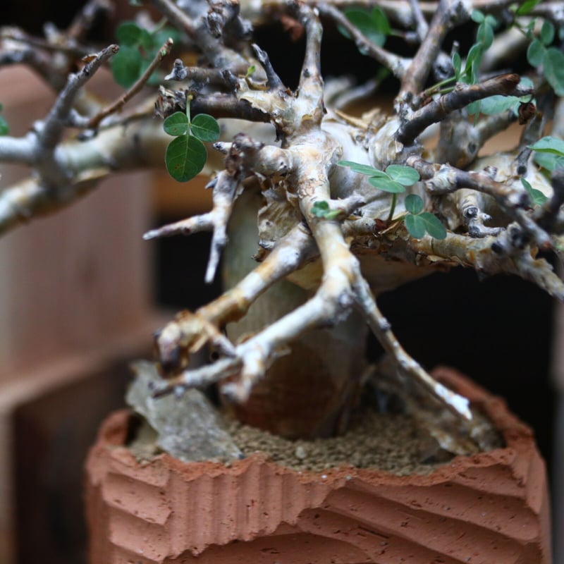 コミフォラ ストックシアナ／Commiphora stocksiana no.91101