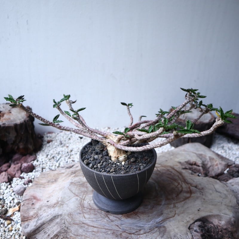ユーフォルビア デカリー Euphorbia decaryi no.112408 |