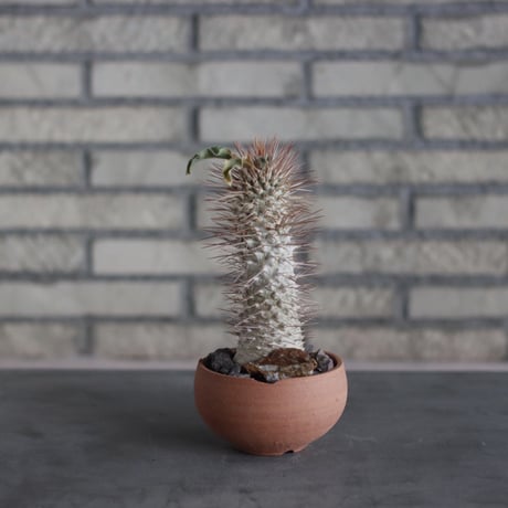 Pachypodiu namaquanum / 光堂 × N/OH (4号)  no.510/17
