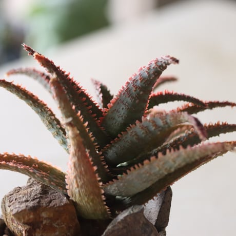 Aloe ‘Chiristmas Carol’ × YAMABACHI var.六本芽　 no.52617