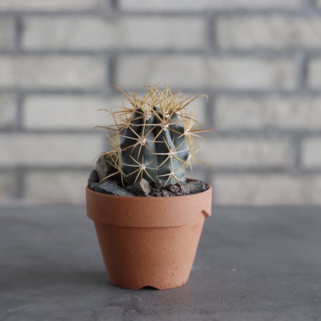 Ferocactus chrysacanthus (金冠竜) × YAMABACHI (3号) no.614/7