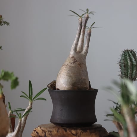 Pachypodium gracilius × Kazuhiro Arima    no.51224